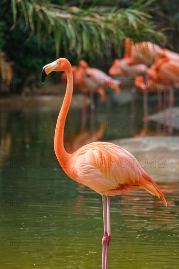 American flamingo