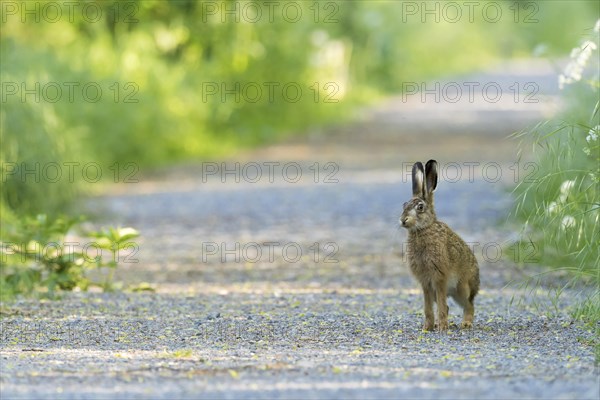 European hare