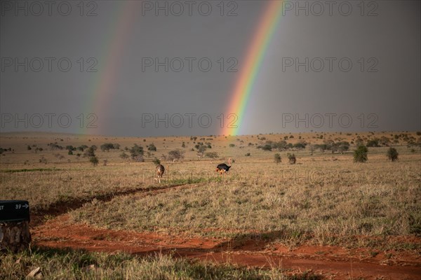 Landscape shot in the vast savannah with two rainbows and a bouquet of birds in the evening