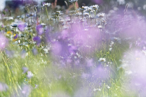 Blur experiment on a flowering meadow in summer