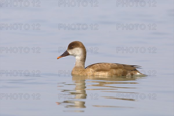 Red-crested Pochard