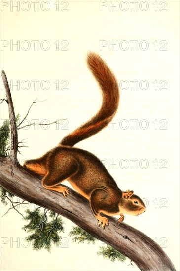 Red-tailed squirrel