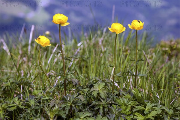 European globeflower