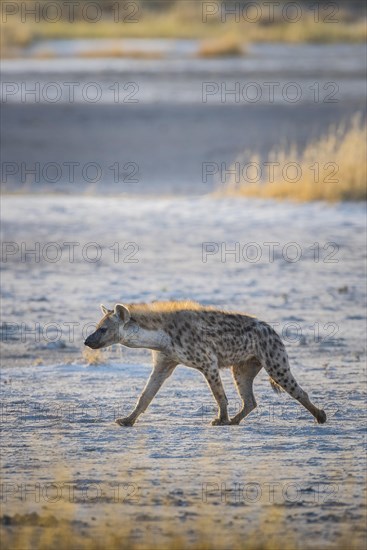 Spotted hyena