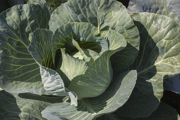 White cabbage