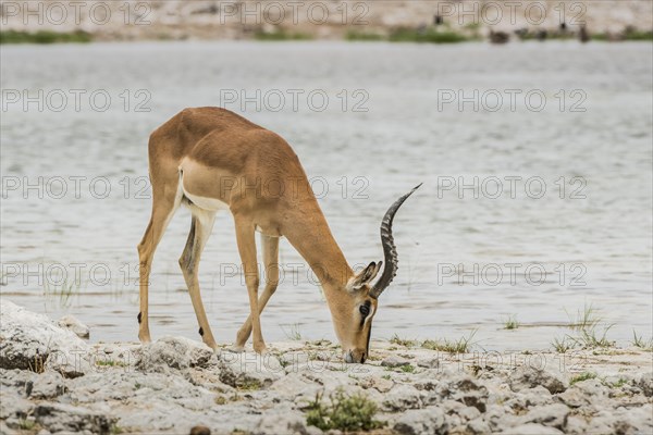 Black-faced impala