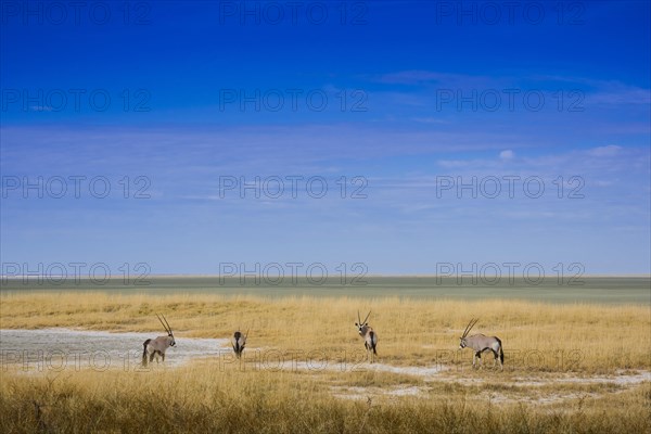 Landscape with gemsbok