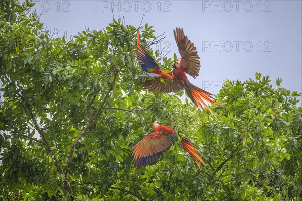 Scarlet macaws