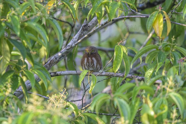 Ferruginous pygmy owl