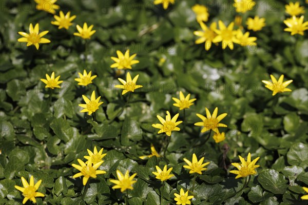 Lesser celandine