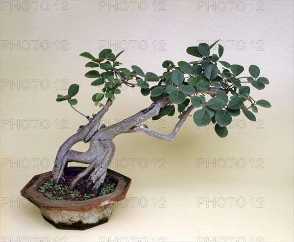 Bonsai