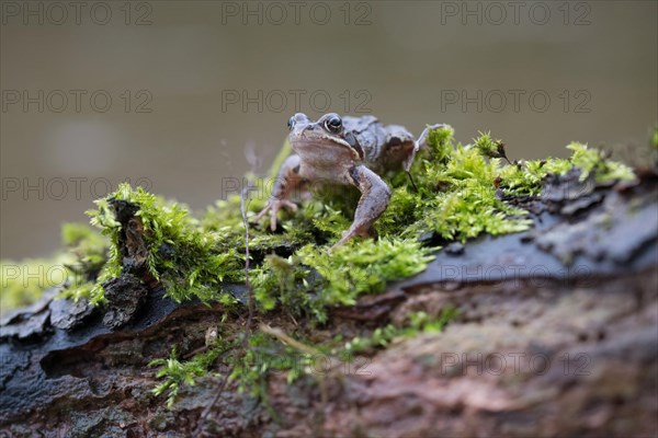 Grasfrosch