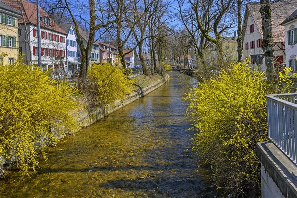 Der Eschbach mit Forsythien