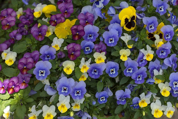 Garden pansy