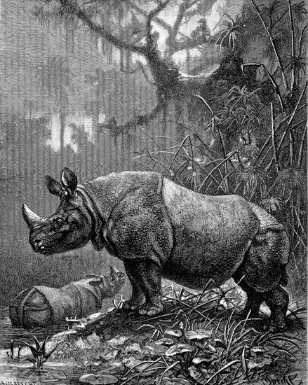 Indian rhinoceros