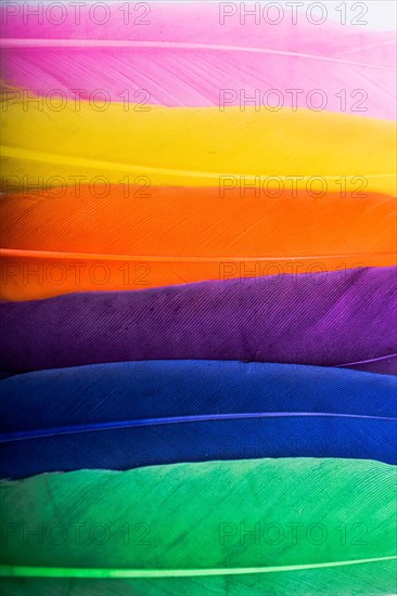 Studio shot photo of colored bird feathers as texture background