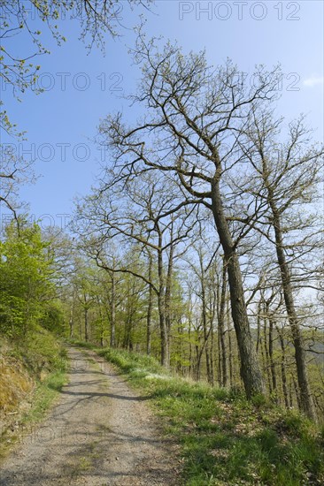 Forest trail