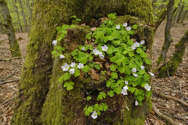 Wood sorrel