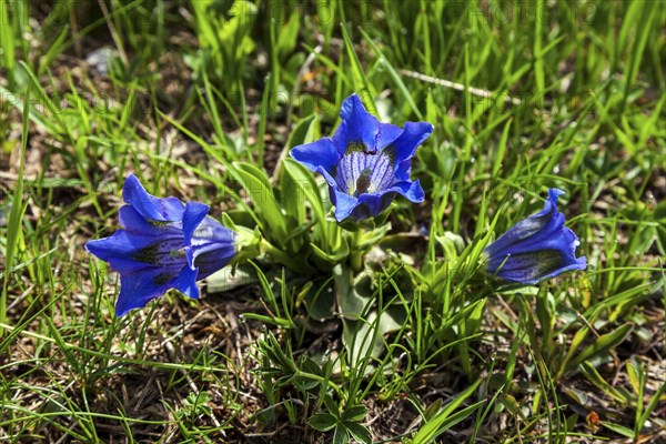 Pebble bell gentian