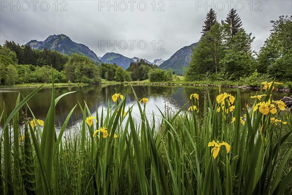 Bog pond