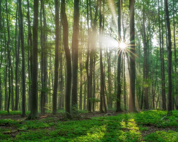 Lichtdurchfluteter naturnaher alter Buchenwald