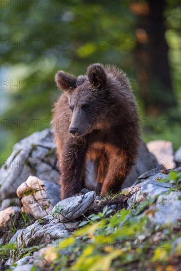 European Brown bear