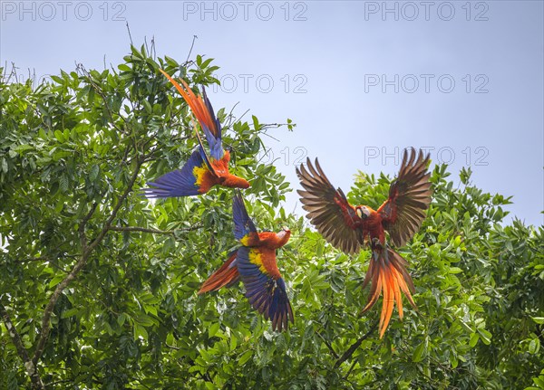 Scarlet macaws