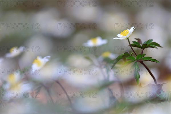 Wood anemone