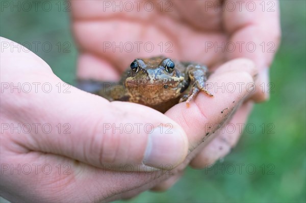 Grasfrosch