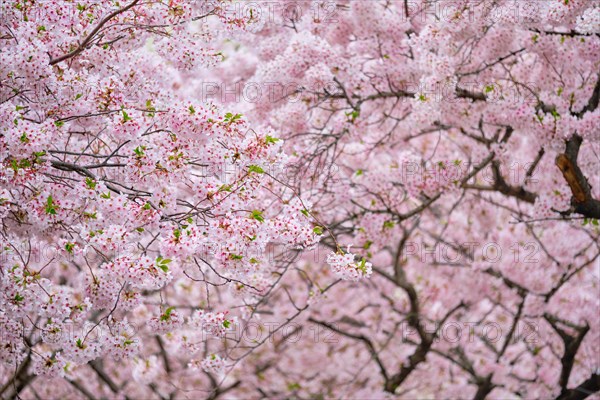Blooming sakura cherry blossom background in spring