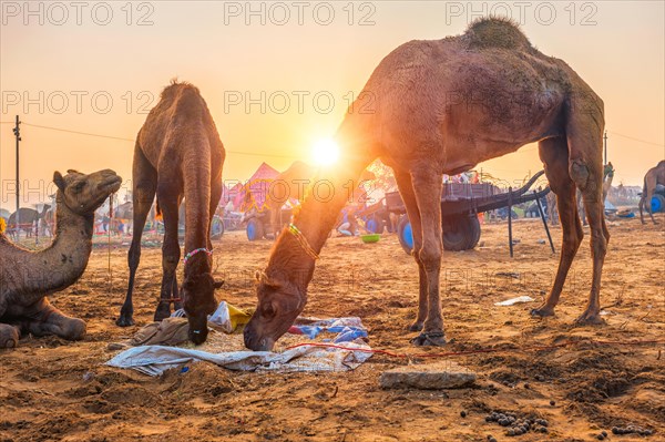 Famous indian camels trade Pushkar mela camel fair festival in field