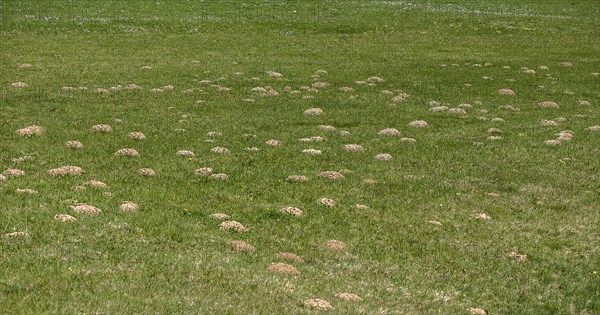 Maulwurfshuegel auf einer Wiese