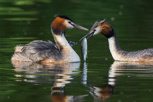 Pair of great crested grebe