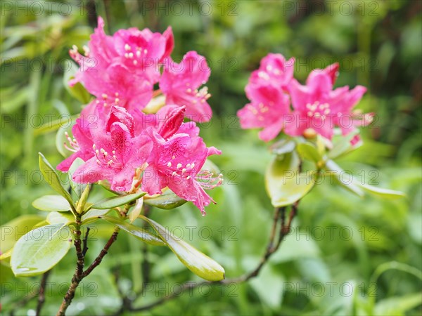 Rhododendron