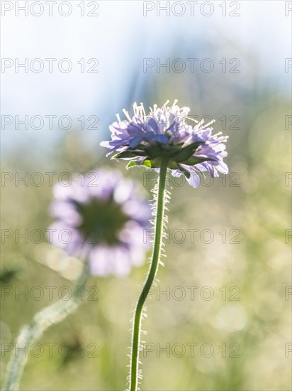 Field scabious