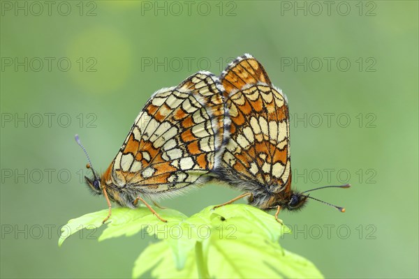 Heath fritillary