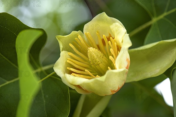 Flower from tulip tree