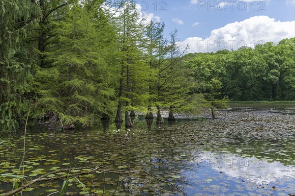 Bald cypress