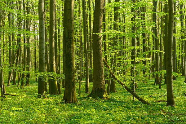 Sonniger unberuehrter natuerlicher Buchenwald im Fruehling