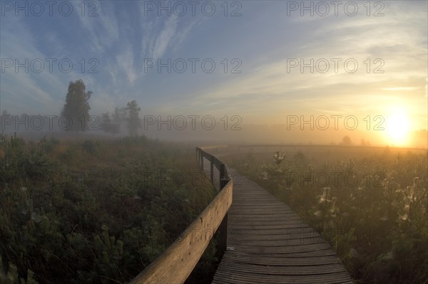 Wooden footbridge in a moor with warty birch