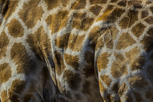 Angolan giraffe