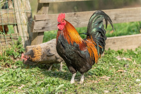 Rooster and hens in a farmyard. Educational Farm