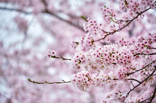 Blooming sakura cherry blossom background in spring