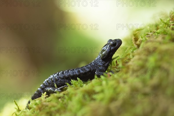 Alpensalamander