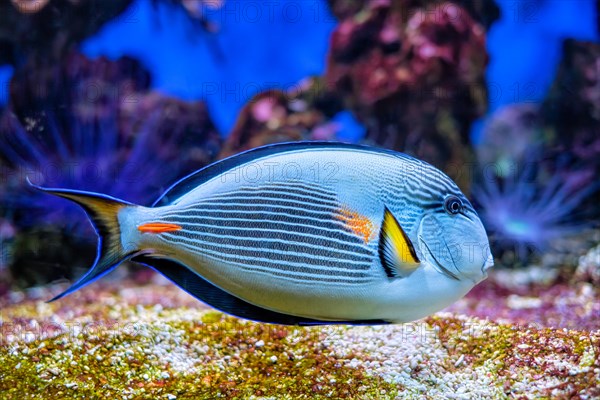 Colorful tropical fish Sohal Surgeonfish