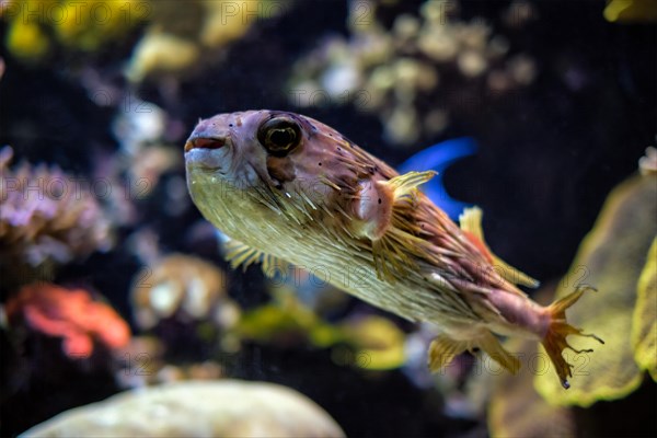 Long-spine porcupinefish