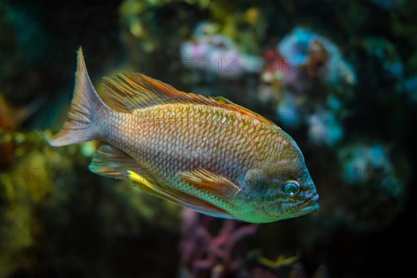 Pearl-spot chromis