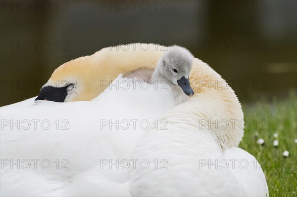 Adult Mute Swan