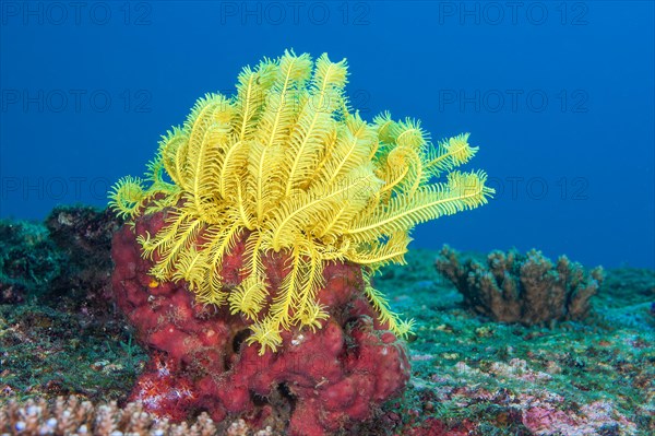 Noble feather star