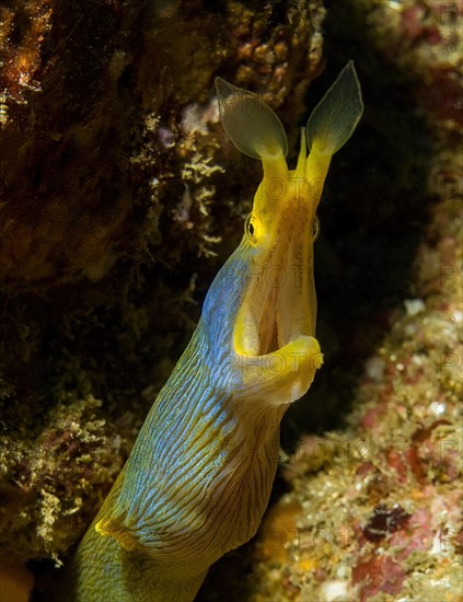 Ghost moray